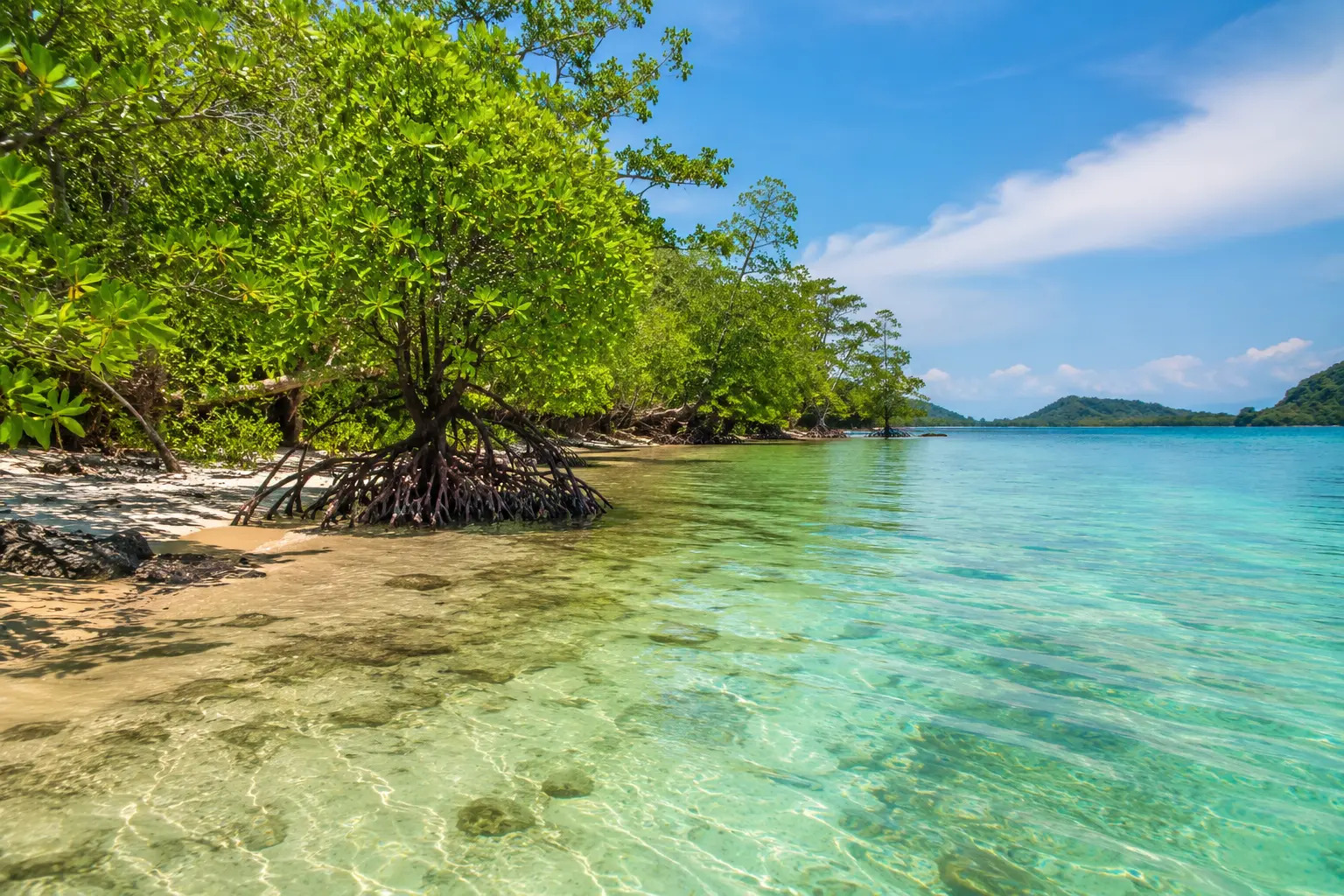Food Resilience and the Vital Role of Mangrove Ecosystems